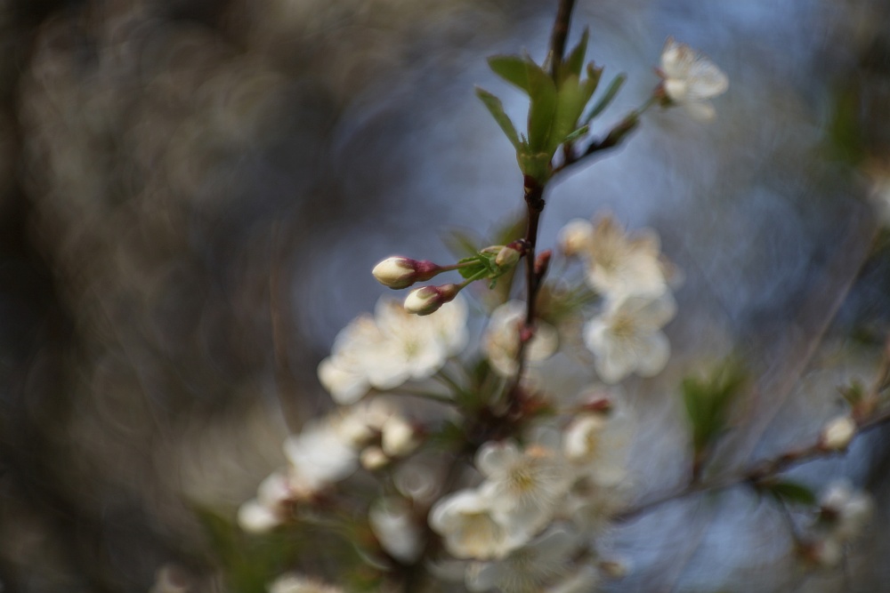 blossoms