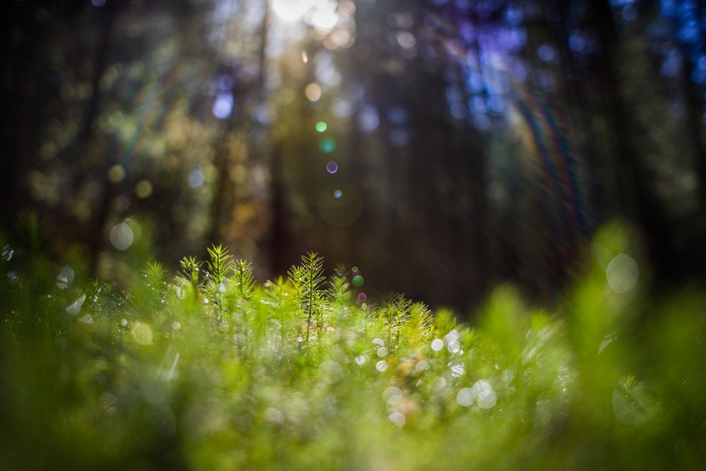 forest