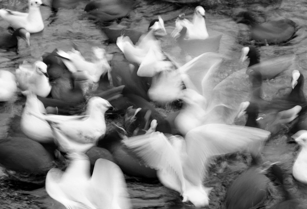 birds
