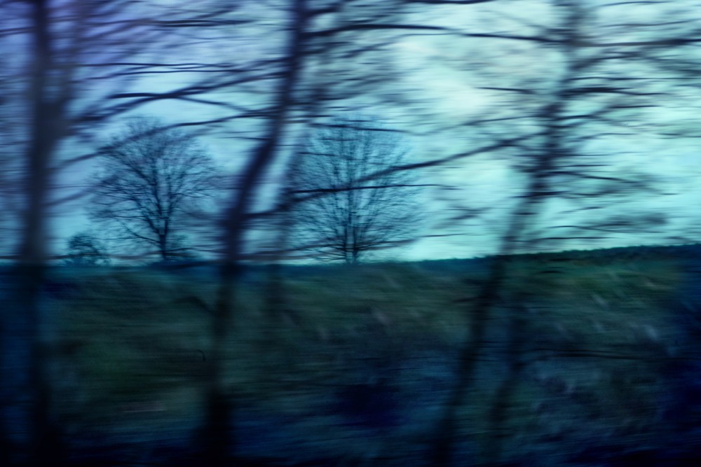 trees passing