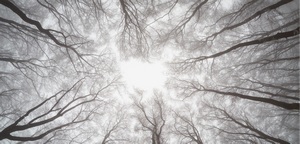 forest photography