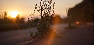 summer evening photography
