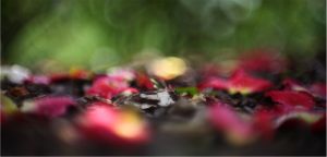 old lenses photography