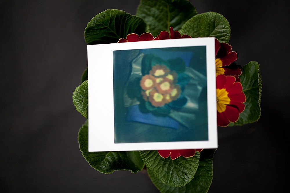 polaroid flower