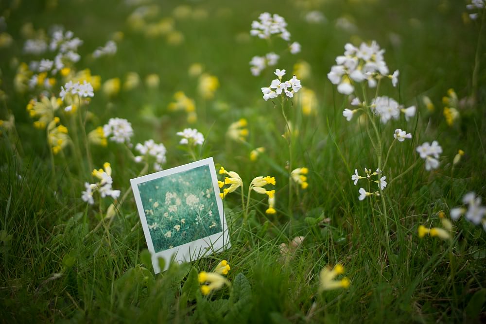 polaroid grass