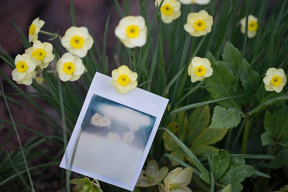 polaroid flower
