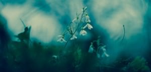 blue morning