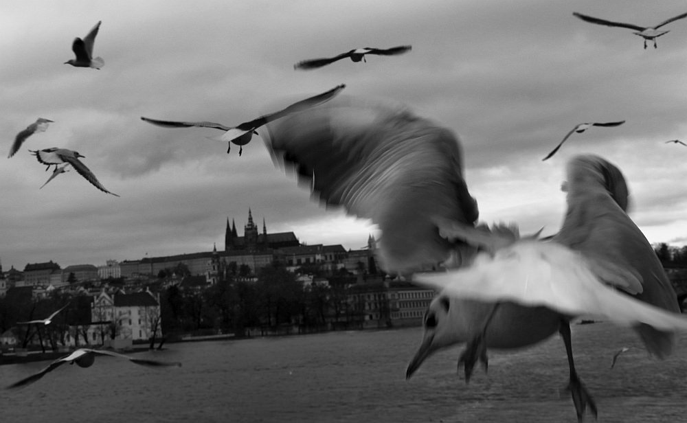 seagulls