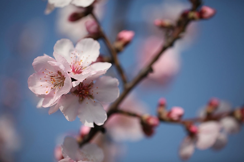 spring