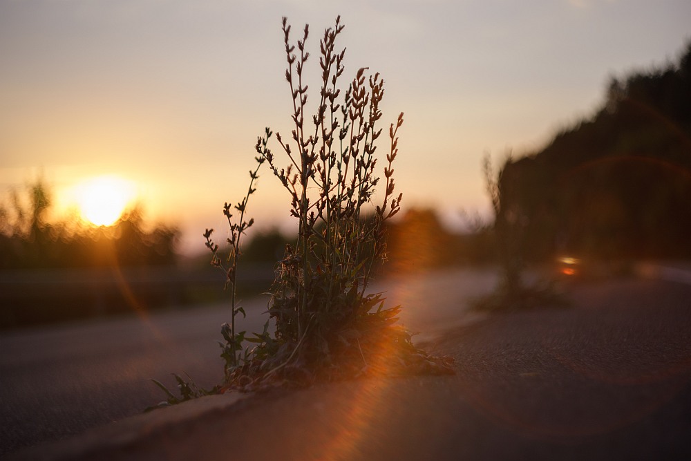summer evening