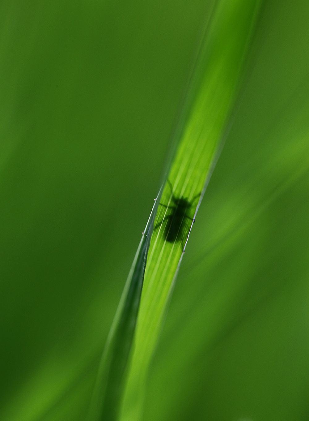 fly