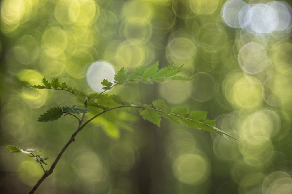 soap bubble bokeh greens
