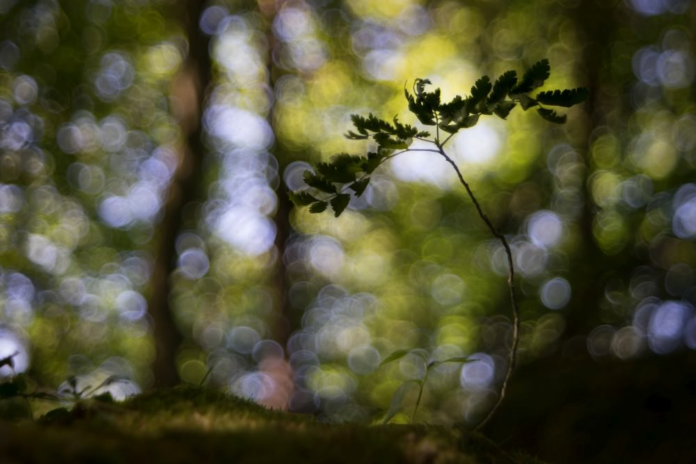 soap bubble bokeh in the woods