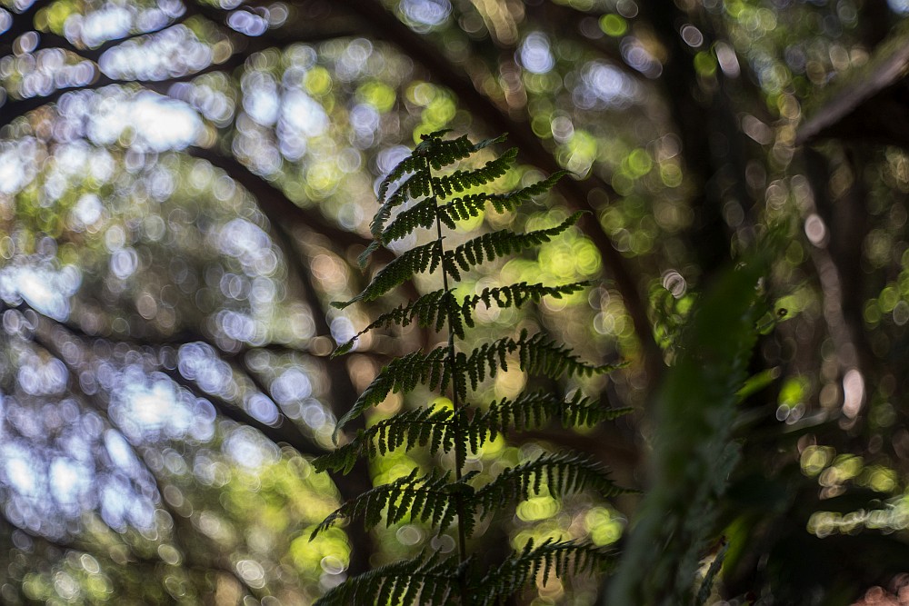 soap bubble bokeh fern-green