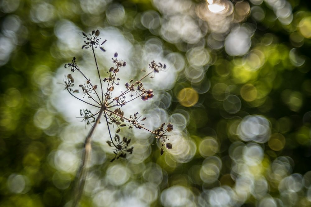soap bubble bokeh