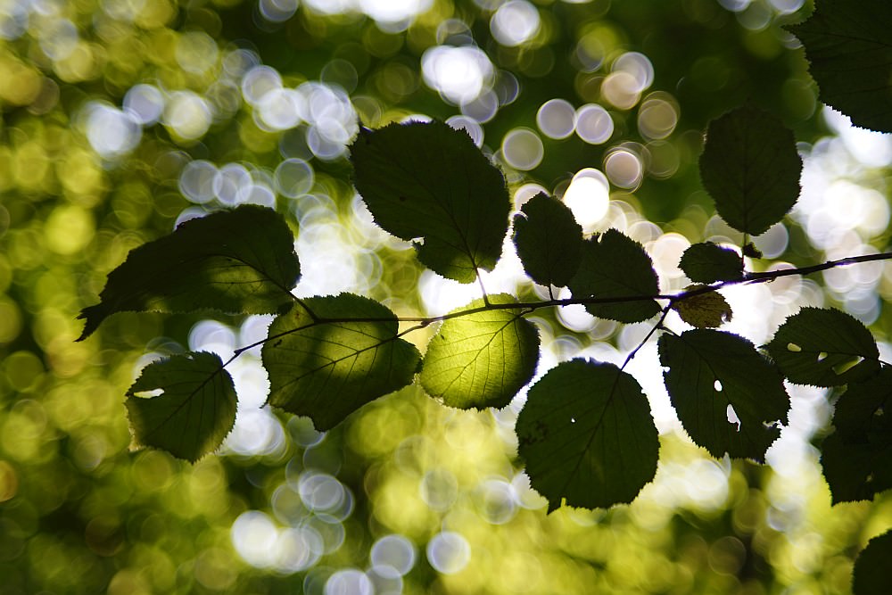 soap bubble bokeh leaves