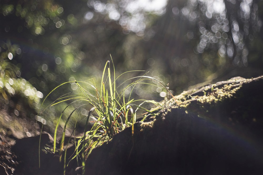 soap bubble bokeh back light