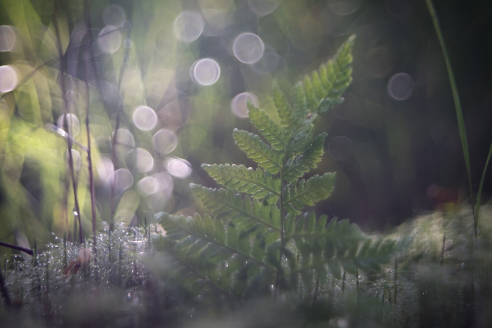 soap bubble bokeh wood