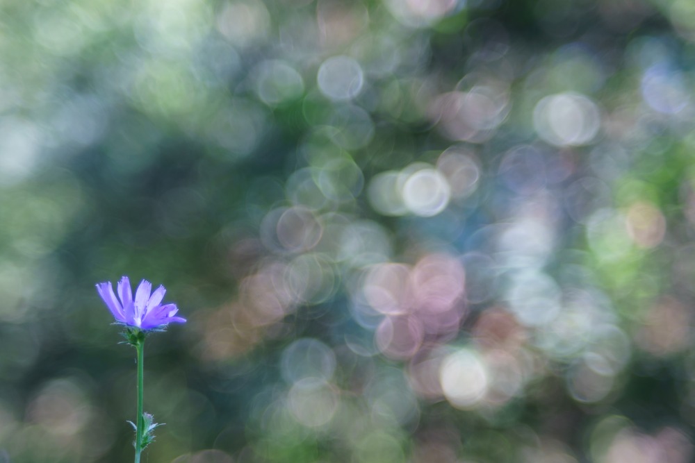 soap bubble bokeh one flower