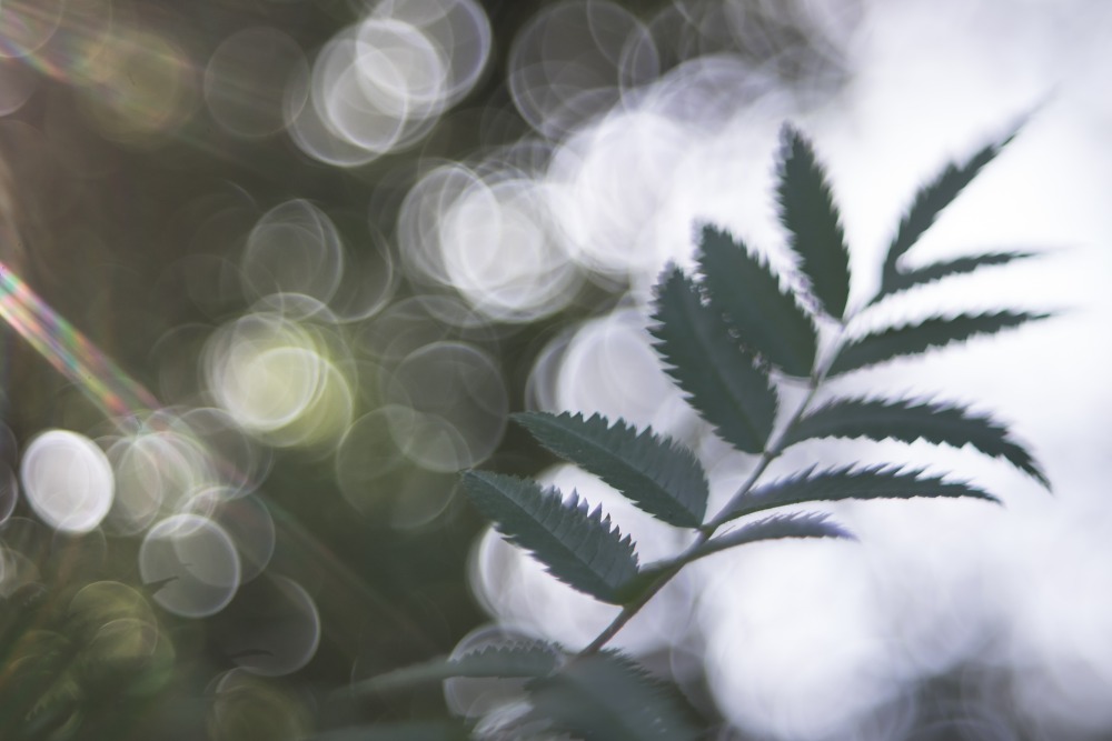 soap bubble bokeh leave