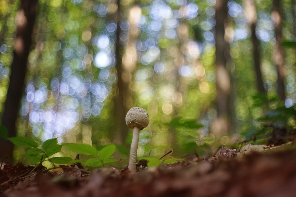 soap bubble bokeh mushroom