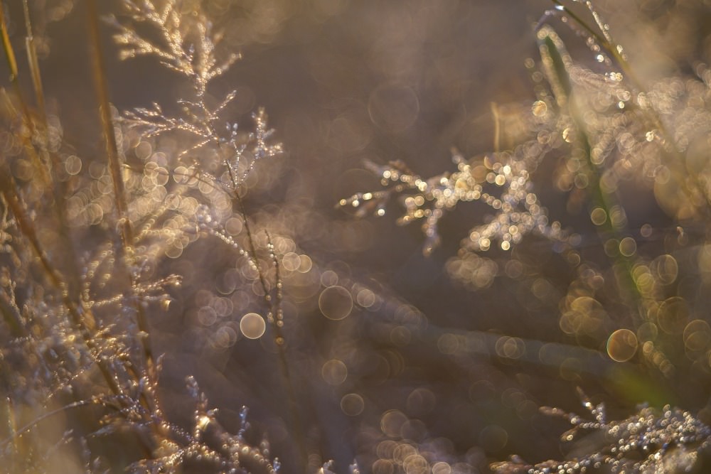 soap bubble bokeh sunset