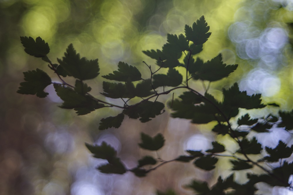 soap bubble bokeh wood