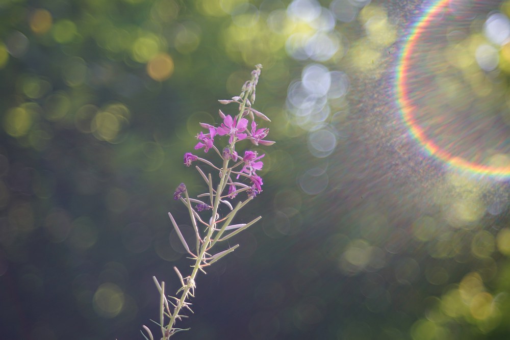 soap bubble bokeh lens flare