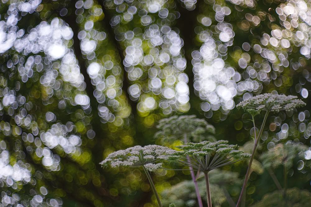 soap bubble bokeh white flowers