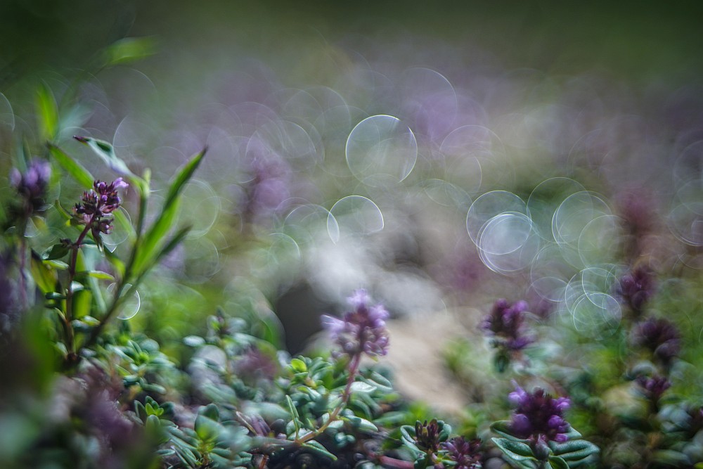 soap bubble bokeh purple flowers