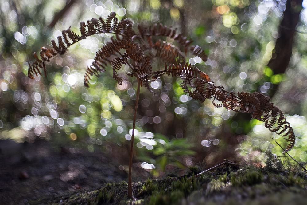 soap bubble bokeh undergrowth