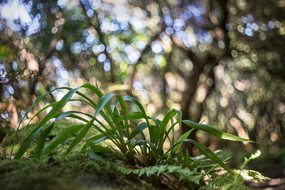 soap bubble bokeh grass