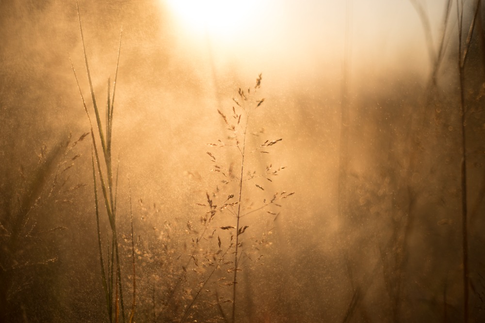 summer evening grass