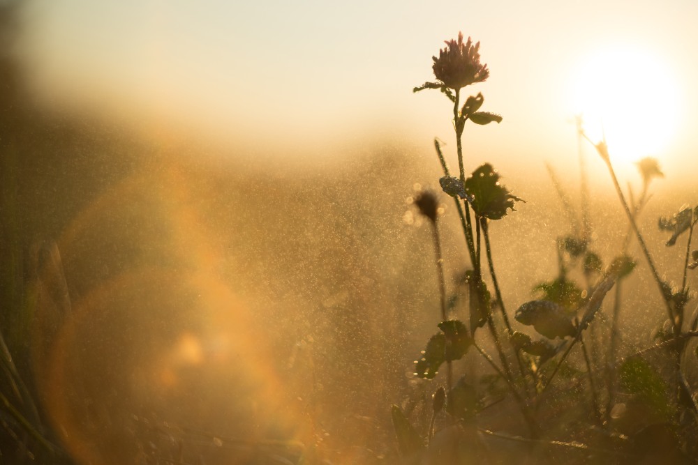 summer evening sunset clover
