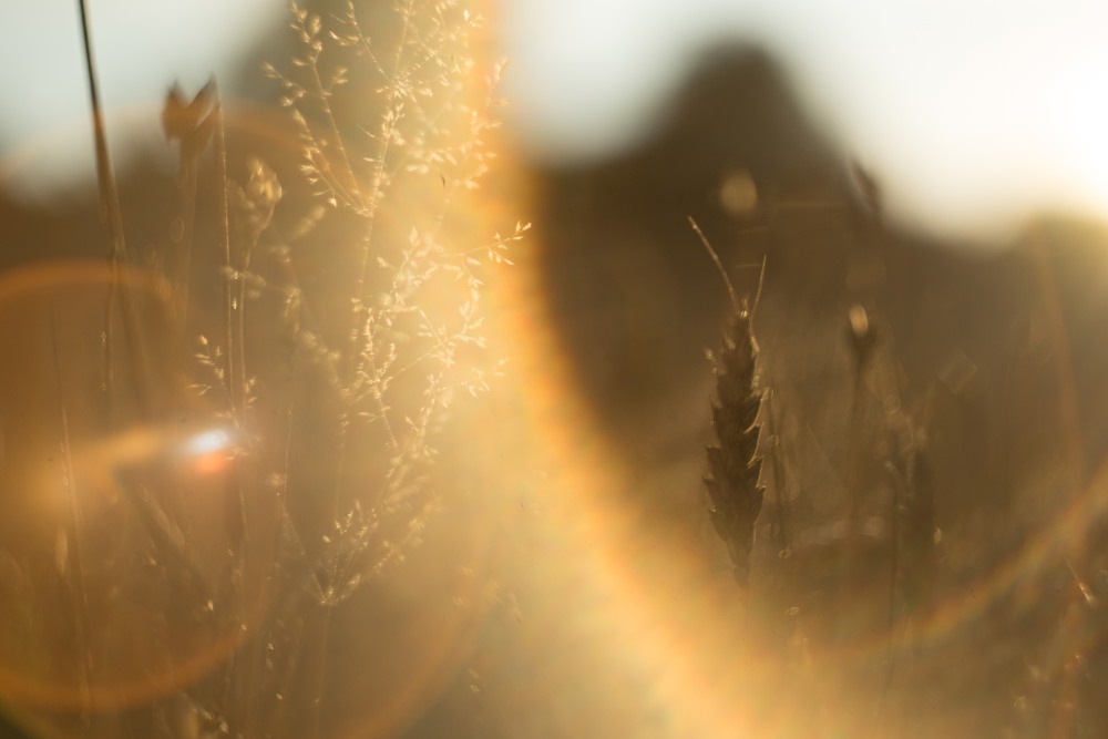 summer evening grainfield