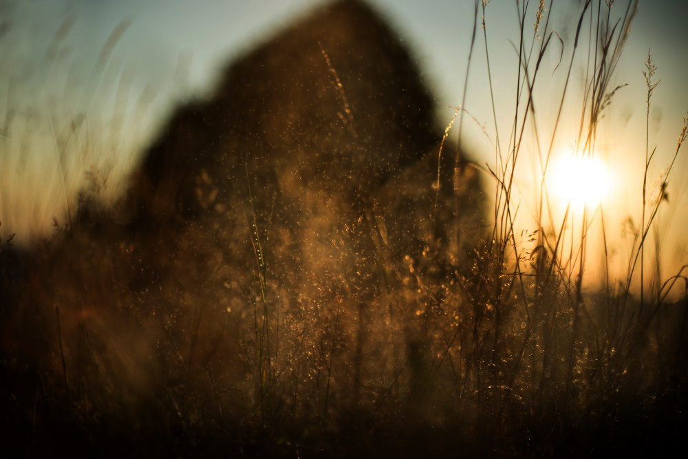 summer evening field 