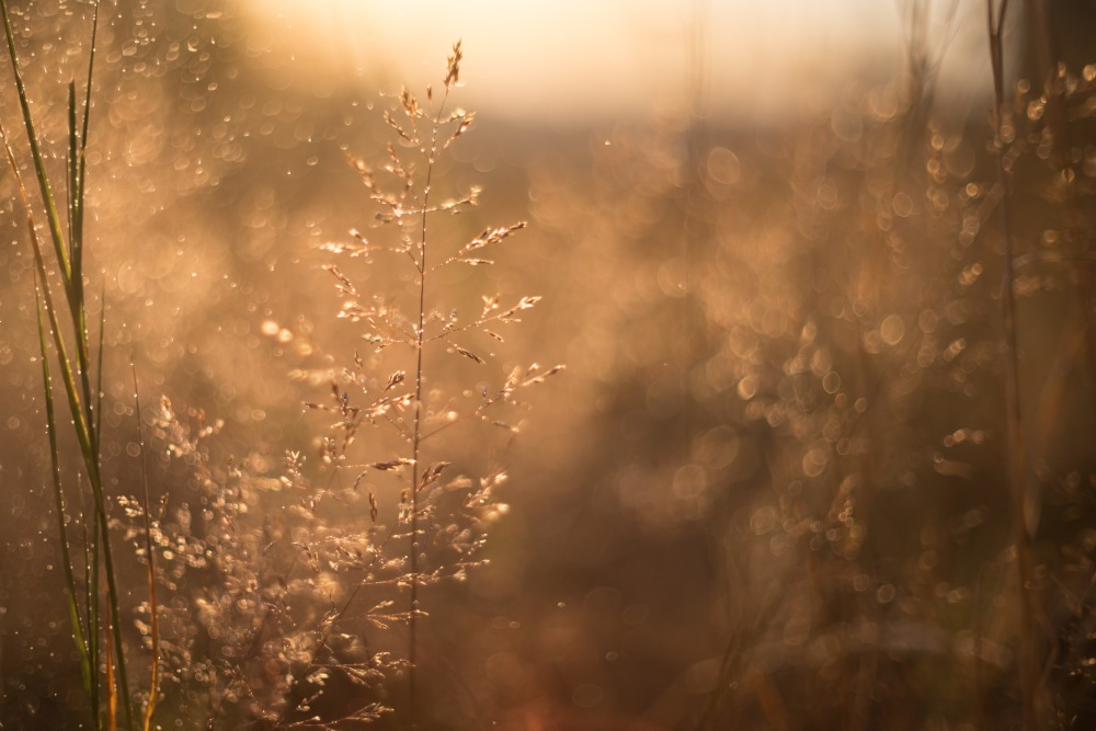 summer evening grass