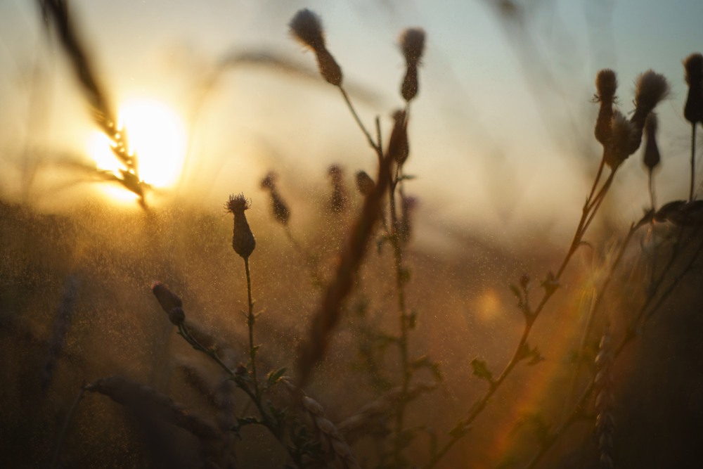 summer evening sunset