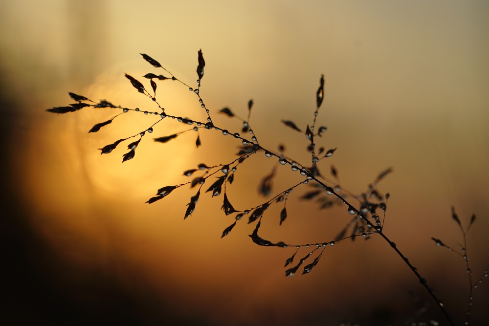 summer evening grass macro