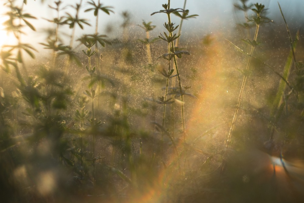 summer evening sunray 