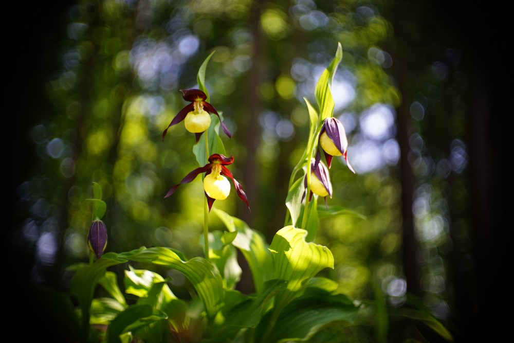 slipper orchid