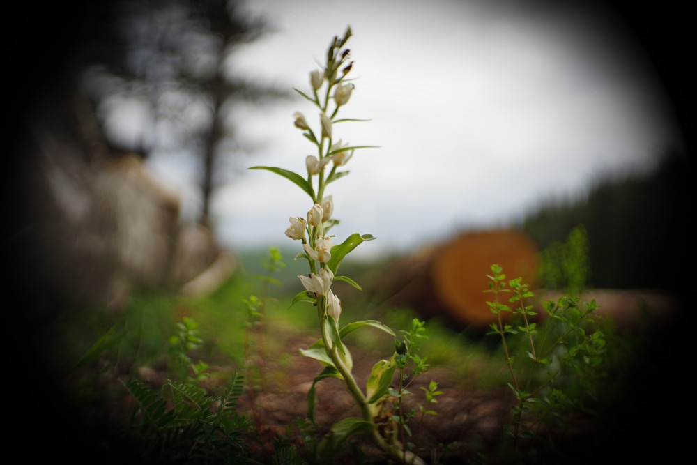 white helleborine