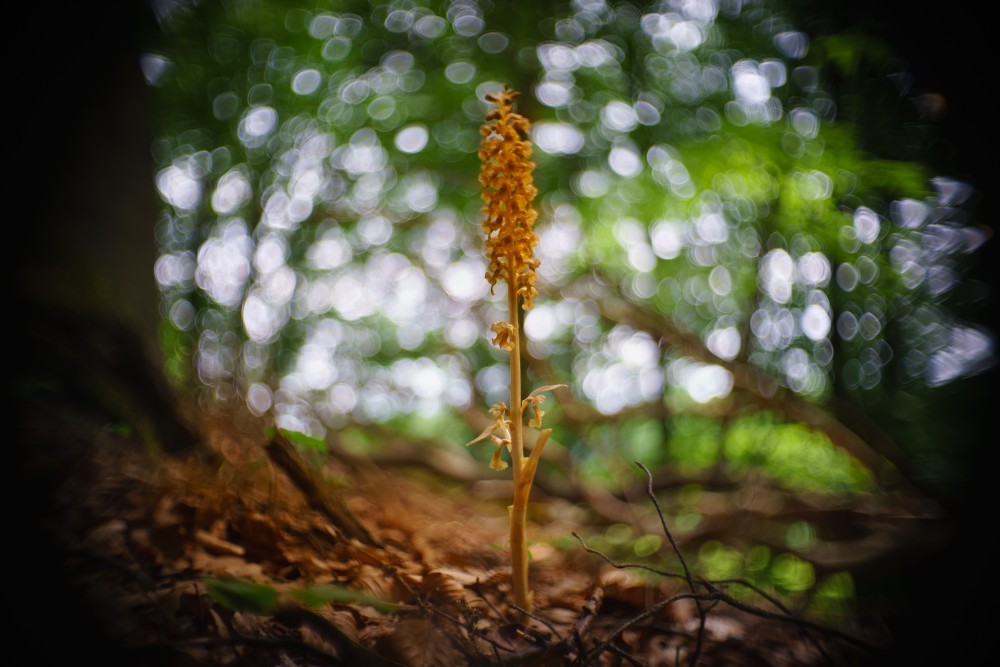 bird's-nest orchid 