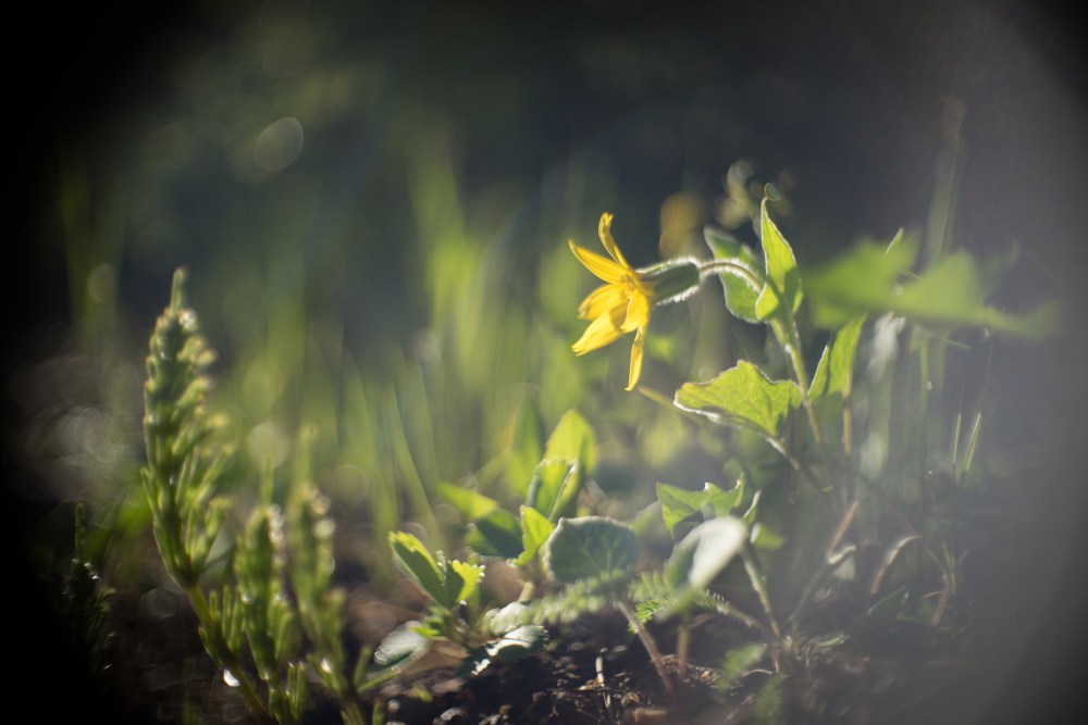 yellow flower