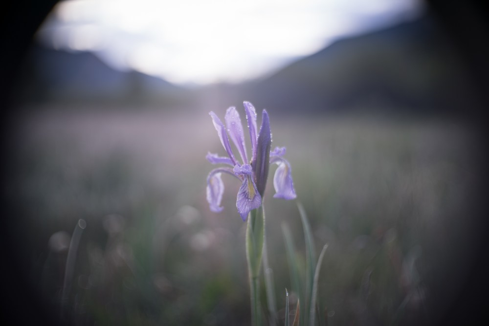 lily