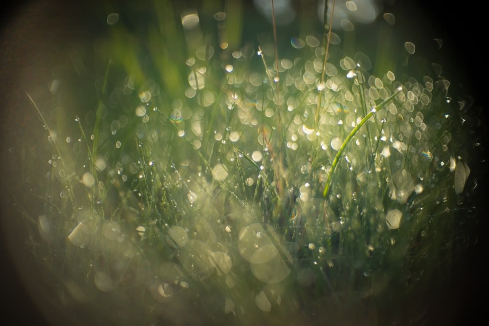 wet grass