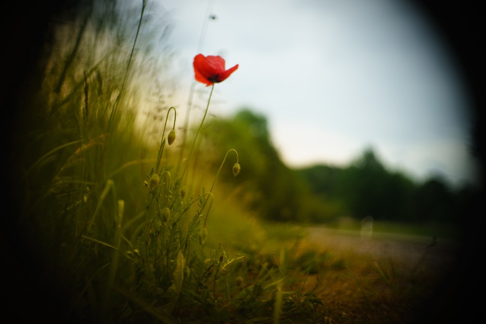 red poppy