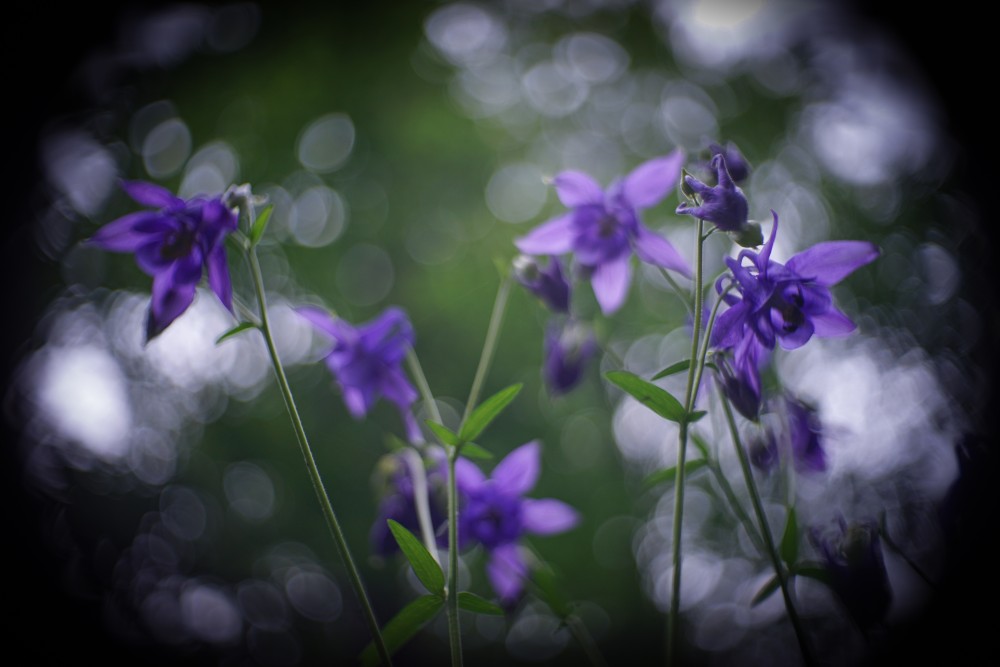 common columbine 