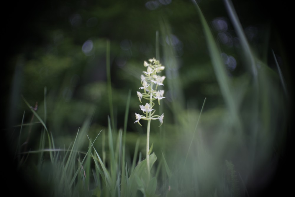 butterfly orchid