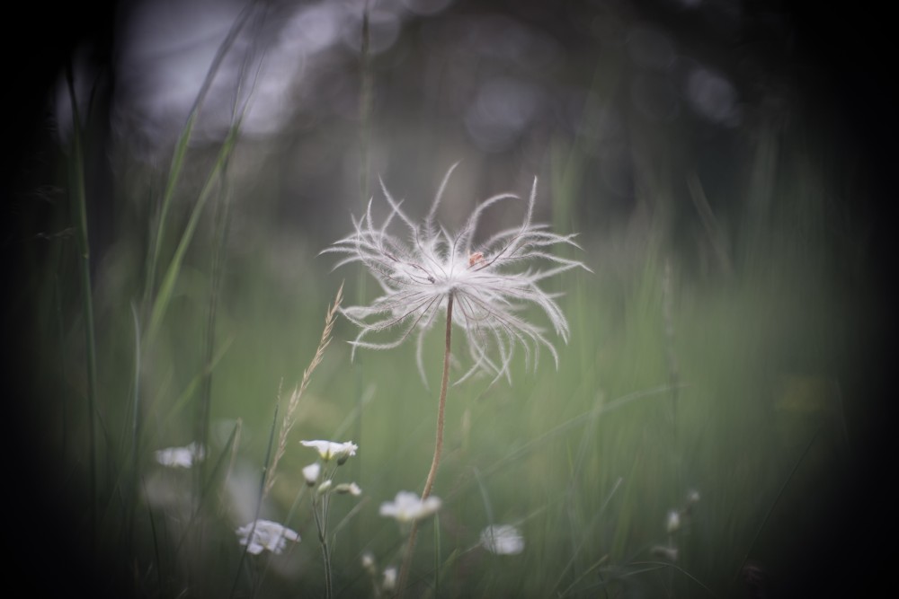 pasqueflower